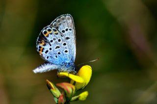 Tr almalar ([unknown genus] n/a)