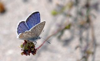okgzl Kk Turan Mavisi (Polyommatus cornelius)