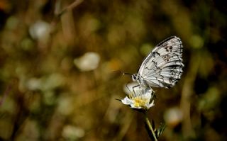 Anadolu Melikesi (Melanargia larissa)