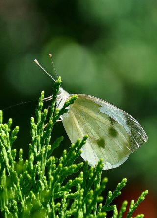 Byk Beyazmelek  (Pieris brassicae)