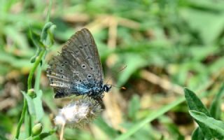okgzl Mavi (Polyommatus icarus)