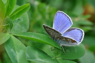okgzl Mavi (Polyommatus icarus)