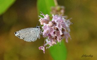 Kutsal Mavi (Celastrina argiolus)