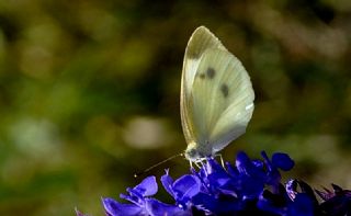 Kk Beyazmelek (Pieris rapae)