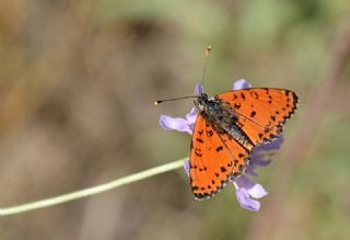 Benekli parhan (Melitaea didyma)
