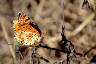 Benekli parhan (Melitaea didyma)