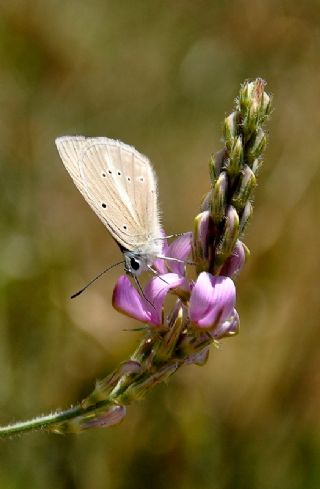 okgzl Anadolu Beyaz (Polyommatus menalcas)