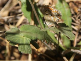 okgzl Balkan Mavisi (Aricia anteros )