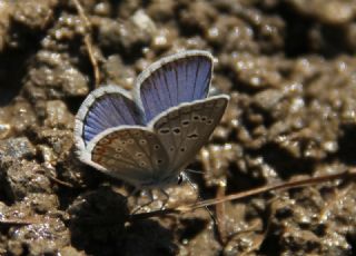 okgzl Kk Turan Mavisi (Polyommatus cornelius)