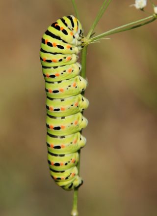 Krlangkuyruk (Papilio machaon)