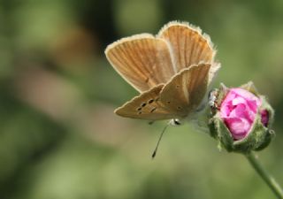 ? Agro Tr (Tanmsz) (Agrodiaetus sp.)