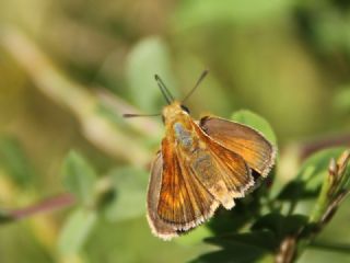 Sar Lekeli Zpzp (Thymelicus acteon)