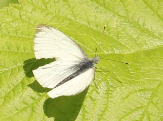 Yalanc Beyazmelek (Pieris pseudorapae)