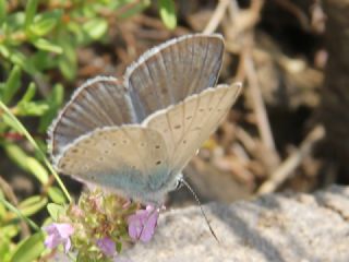 okgzl Byk Turanmavisi (Polyommatus myrrha)