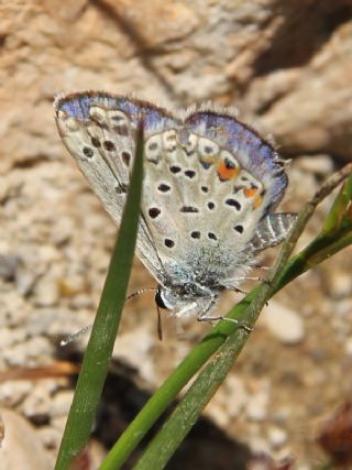 okgzl Gm Mavi (Albulina loewii)