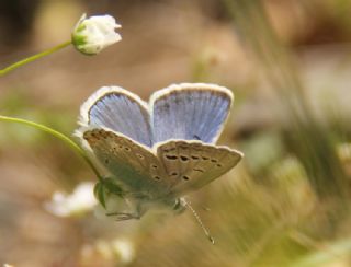 okgzl Byk Turanmavisi (Polyommatus myrrha)