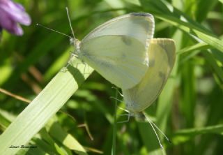 Kk Beyazmelek (Pieris rapae)