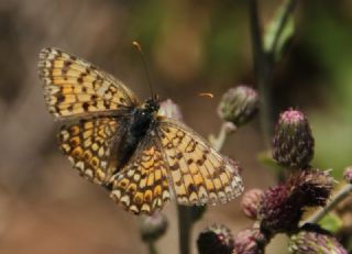 Benekli Byk parhan (Melitaea phoebe)