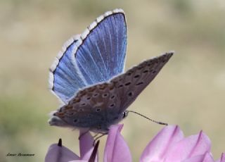 okgzl Gk Mavisi (Polyommatus bellargus)