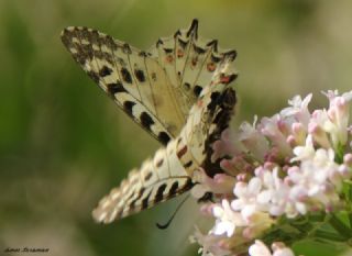 Orman Fistosu (Zerynthia cerisyi)