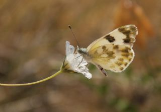 Yeni Beneklimelek (Pontia edusa)