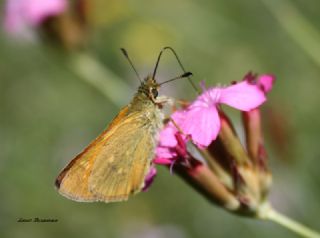 Orman Zpzp (Ochlodes sylvanus)