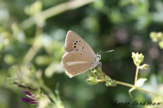 Tr almalar ([unknown genus] n/a)