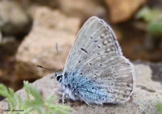 okgzl Mavi (Polyommatus icarus)