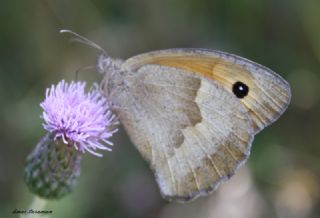 ayr Esmeri (Maniola jurtina)