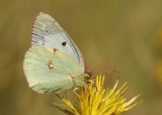 Gzel Azamet (Colias sareptensis)