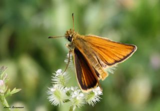 Siyah Antenli Zpzp (Thymelicus lineolus)