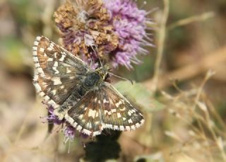 Gzel Zpzp (Pyrgus cinarae)