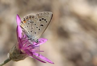 okgzl Kk Turan Mavisi (Polyommatus cornelius)