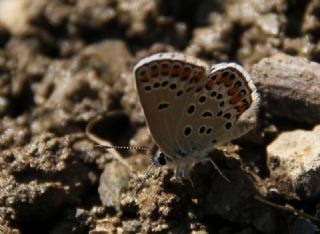 Doulu Esmergz (Plebejus carmon)