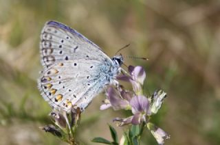 okgzl Mavi (Polyommatus icarus)