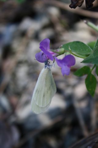 Narin Orman Beyaz (Leptidea sinapis)