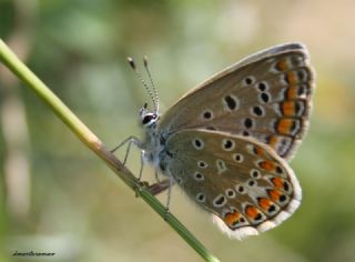 okgzl Mavi (Polyommatus icarus)