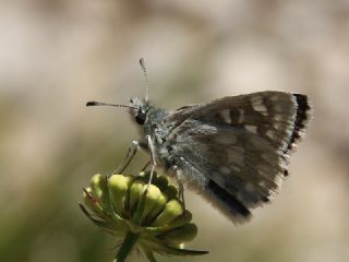 Mozaik Zpzp (Muschampia tessellum)