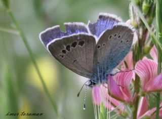 Karagz Mavisi (Glaucopsyche alexis)