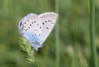 okgzl Amanda (Polyommatus amandus)