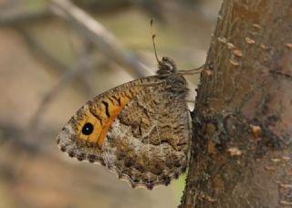 Seyit (Arethusana arethusa)