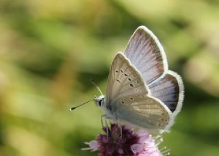 okgzl Toros Mavisi (Aricia isauricus)