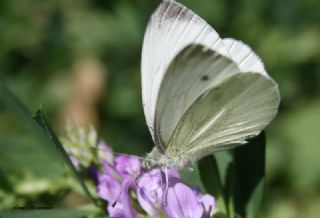 Yalanc Beyazmelek (Pieris pseudorapae)