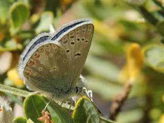 okgzl Kk Turan Mavisi (Polyommatus cornelius)