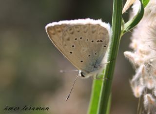 okgzl Dafnis (Polyommatus daphnis)
