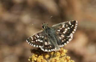Gzel Zpzp (Pyrgus cinarae)
