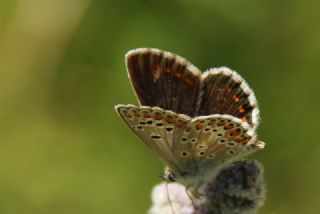 okgzl Orman Esmeri (Aricia artaxerxes)