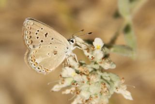 okgzl Kk Turan Mavisi (Polyommatus cornelius)