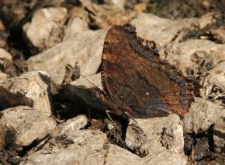 Karaaa Nimfalisi (Inachis polychloros)