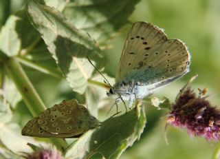 okgzl Edon Mavisi (Polyommatus aedon)